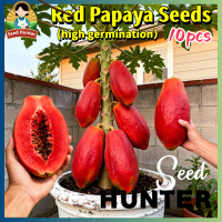 100% Authentic Fresh Red Papaya Seeds Red Lady Dwarf Papaya Seeds for Planting Fruits (High Germinat