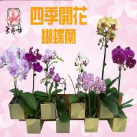 【蘭藝坊】蝴蝶蘭2.5吋開花株-一箱10株(蝴蝶蘭)