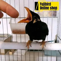 BURUNG BEO ANAKAN MASIH BANTU LOLOH /SUAPAN CALON BURUNG PINTAR