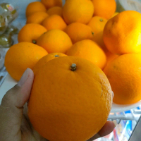 SUNKIST VALENCIA 35.000/KG