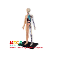 4D 1:6 Half Cleared Human Body Anatomy Model DIY Assembled Human Body Kids Educational Toy Skeleton Anatomy Organs Bones Kit Toy