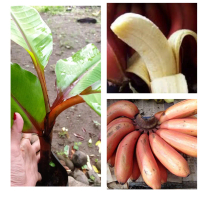 Bibit tanaman Pisang Merah II Pisang Kidang - Asli - Harga Murah