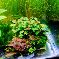 BUCE mini media batu lavarok