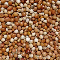 Bibit Premium Kacang Gude | Benih Kacang Gude