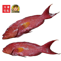 【蘭陽餐飲食材行】燕尾紅條 石斑魚 / 每隻400g~500g / 冷凍真空包 / 已去鰓去鱗 / 處理的非常乾淨  ( 此為冷凍宅配品號 )