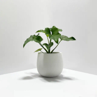 【原植】小天使蔓綠絨(送禮 室內 植物 植栽)