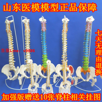 【最低價】【公司貨】脊椎模型成人 脊柱模型 人體正骨骨骼模型彩色脊椎腰椎胸椎模型