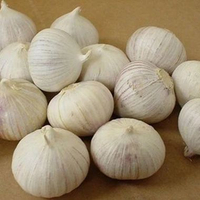 Bawang Putih Lanang Tunggal 1/4kg