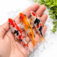 Ikan Koi Hias Premium Mix Jenis | Ukuran 10–13 cm | Sehat Aktif Siap Kirim