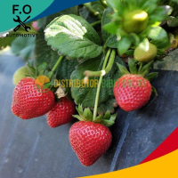 Bibit Buah Strawberry California