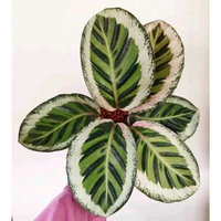 Calathea Angela - Tanaman Hias Hidup Calathea