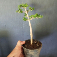 bonsai Sancang gaya natural